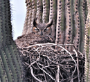 owl in nest